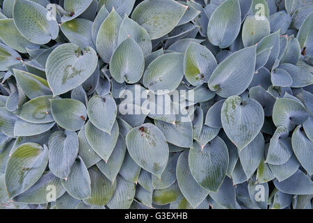 Hosta hosta plusieurs lames Banque D'Images