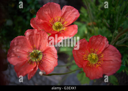 Rouge Coquelicot coquelicots trois Islande Papaver nudicaule close up Banque D'Images