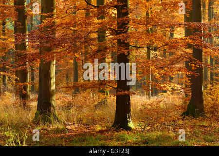 Sunny forêt de hêtres en automne, Harz, près de Allrode, Saxe-Anhalt, Allemagne Banque D'Images