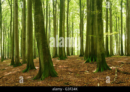 Sunny quasi naturelle forêt de hêtres, Stubnitz, parc national de Jasmund, île de Rügen, Schleswig-Holstein, Allemagne Banque D'Images