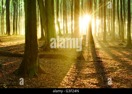 Du soleil dans la forêt de hêtre naturel après la douche, Stubnitz, parc national de Jasmund, île de Rügen, Schleswig-Holstein, Allemagne Banque D'Images