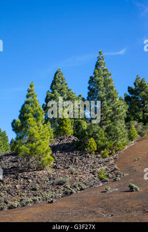 Paysage volcanique dans la réserve naturelle Cumbre Vieja, La Palma, Canary Islands, Spain, Europe Banque D'Images