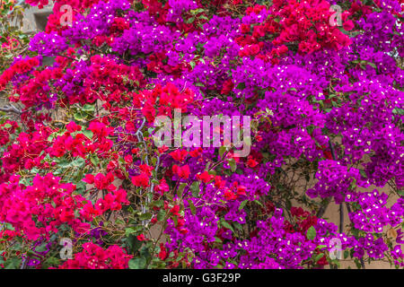 Des bougainvillées (bougainvillées glabra), village canarien, Pueblo Canario, Parque Doramas, Las Palmas, Gran Canaria, Canaries, Canaries, Espagne, Europe Banque D'Images