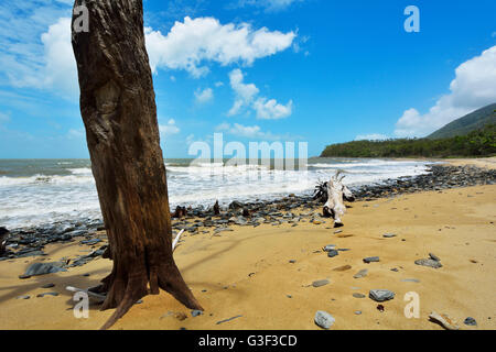 Vieil arbre et du bois flotté sur la plage, Captain Cook Highway, Queensland, Australie Banque D'Images