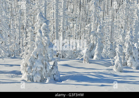 La Forêt de conifères couverts de neige en hiver, Grafenau, Lusen, National Park, Bavaria, Germany Banque D'Images