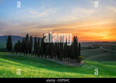 Coucher de soleil sur un groupe de cyprès jaune et des fleurs près de Torrenieri dans le Val d'Orcia en Toscane, Italie. Banque D'Images