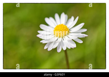 Spring Flower daisy macro shot extrême avec un fond vert. Frontière Vintage Banque D'Images