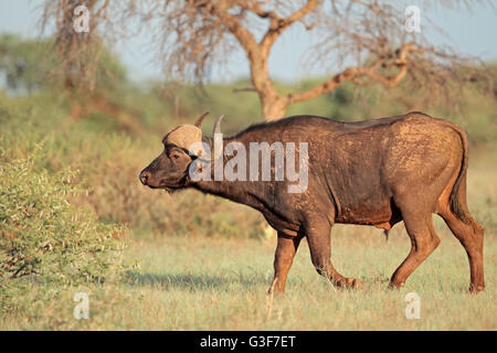 Un Buffle africain (Syncerus caffer) dans l'habitat naturel, Mokala National Park, Afrique du Sud Banque D'Images