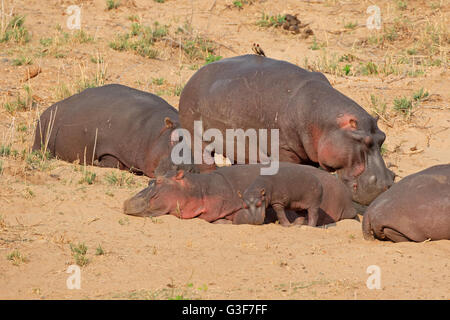 Hippopotame (Hippopotamus amphibius) sur terre, Kruger National Park, Afrique du Sud Banque D'Images