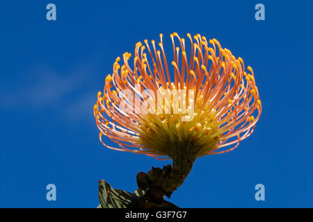 Fleur d'un pincushion protea (Leucospermum patersonii) contre un ciel bleu, Afrique du Sud Banque D'Images