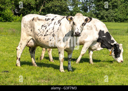 Une scène typiquement néerlandais : Télévision campagne et Fresian vaches sur une journée ensoleillée en été, Zegveld, Province d'Utrecht, aux Pays-Bas. Banque D'Images