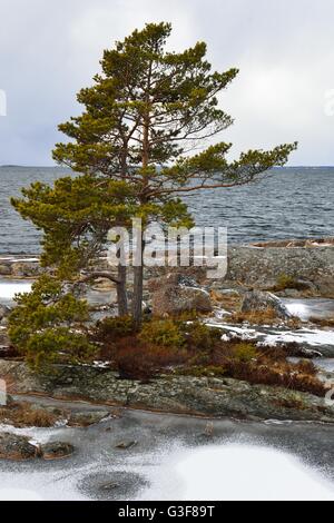 Lone Pine un arbre sur une côte rocheuse frosty à Porkkala, Finlande. Mares gelées au premier plan. Banque D'Images