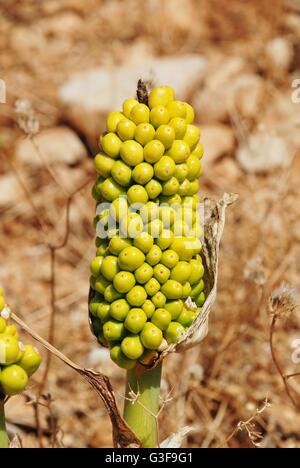 Les petits fruits verts sur la graine conduit d'un lis de Dragon (Dracunculus Vulgaris) plante poussant à Chorio sur l'île grecque de Halki. Banque D'Images