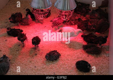 Les jeunes oiseaux avec les lampes de la chaleur rouge Banque D'Images