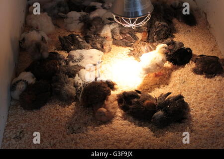 Les jeunes oiseaux avec les lampes de la chaleur rouge Banque D'Images