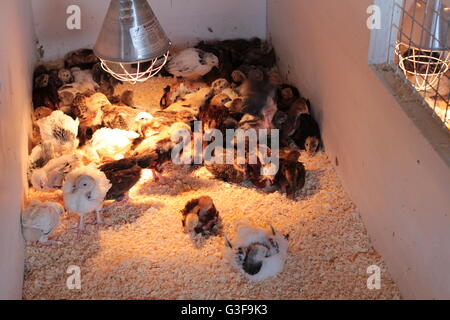 Les jeunes oiseaux avec les lampes de la chaleur rouge Banque D'Images