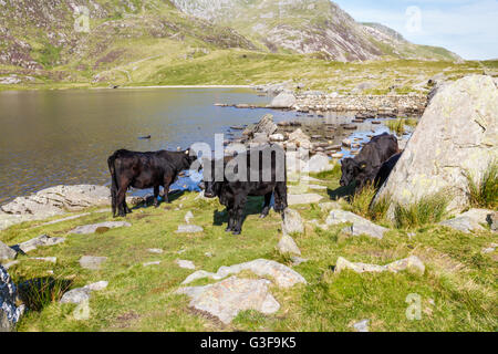 Vaches Noires par Lake Idwal, Galles, Royaume-Uni. Banque D'Images