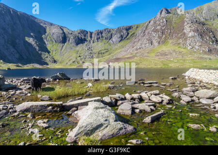 Vaches Noires par Lake Idwal, Galles, Royaume-Uni. Banque D'Images