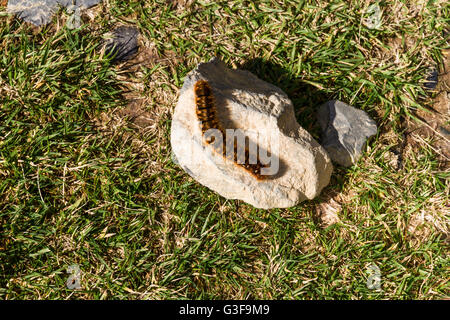 Grand brun poilu caterpillar au Royaume-Uni au soleil sur une pierre. Oag eggar ou Lasiocampa quercus membre de la famille des Lasiocampidae Banque D'Images