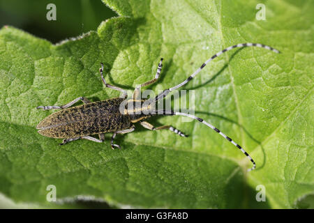 Golden-a fleuri le villoviridescens Agapanthia gris Banque D'Images