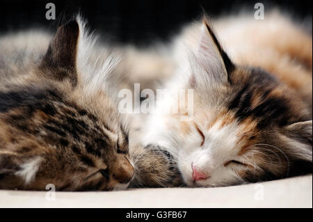 Chatons de couchage Banque D'Images