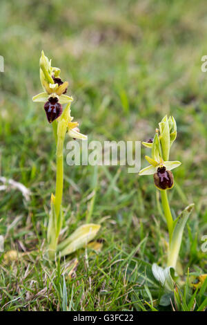 Orchidées araignée précoce, Dorset Purbeck, Printemps 2015 Banque D'Images