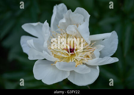 Fleur de pivoine blanche close up Peonia Banque D'Images