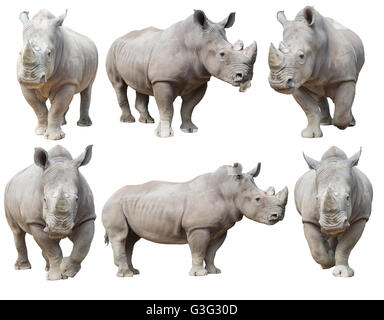 Rhinocéros blanc, carré-lipped rhinoceros isolé sur fond blanc Banque D'Images