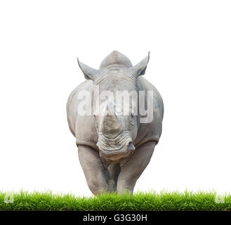 Rhinocéros blanc, carré-lipped rhinoceros avec green grass isolated on white background Banque D'Images