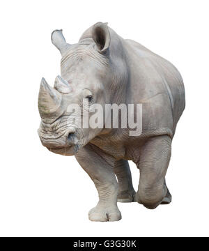 Rhinocéros blanc, carré-lipped rhinoceros isolé sur fond blanc Banque D'Images