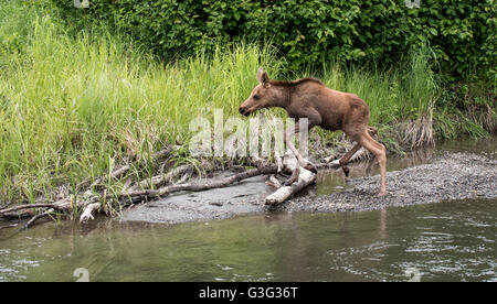 Moose calf voyages le long d'un ruisseau en Alaska Banque D'Images