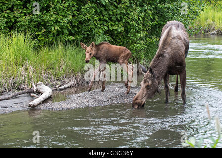 Vache veau nouveau-né à l'orignal et le long d'un ruisseau en Alaska Banque D'Images