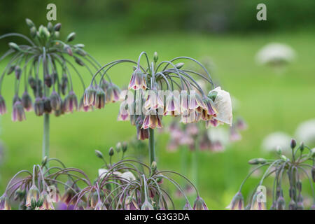 Nectaroscordum siculum. L'allium siculum fleurs. L'ail miel sicilien Banque D'Images