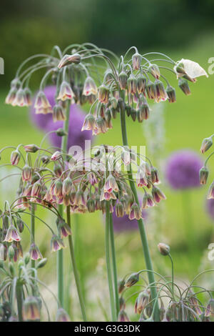 Nectaroscordum siculum. L'allium siculum fleurs. L'ail miel sicilien Banque D'Images