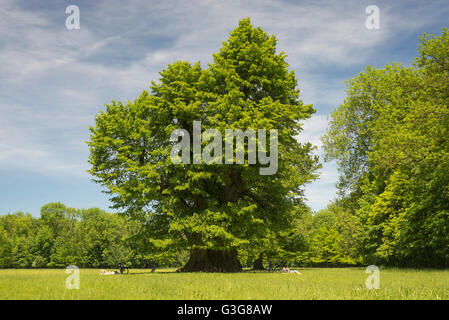 Les gens se trouvant sous un énorme vieil arbre sur une journée ensoleillée de printemps chaud dans le Jardin Anglais de Munich, Bavière, Allemagne Banque D'Images