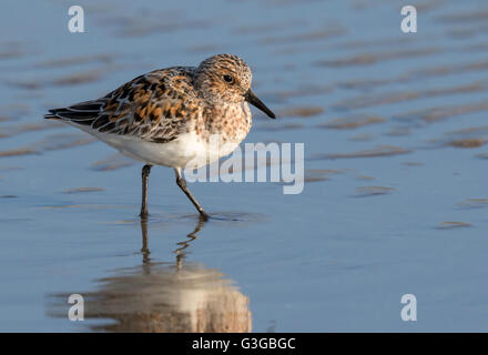 Bécasseau sanderling (Calidris alba) plumage en été à la plage et de l'océan, Galveston, Texas, États-Unis. Banque D'Images