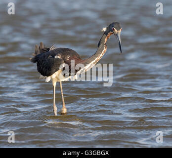 Aigrette tricolore (Egretta tricolor) la chasse dans les eaux peu profondes près de la côte de l'océan, Galveston, Texas, États-Unis. Banque D'Images