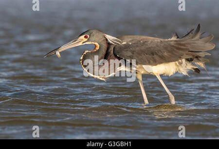 Aigrette tricolore (Egretta tricolor) la chasse dans les eaux peu profondes près de la côte de l'océan, Galveston, Texas, États-Unis. Banque D'Images