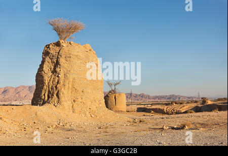 Sur des poteaux d'Acacia dans le désert d'Eilat Banque D'Images
