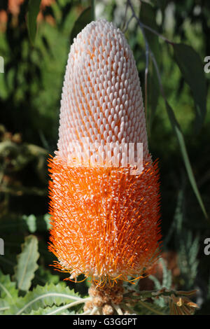 La moitié ouvert fleurs banksia Australiens indigènes Banque D'Images