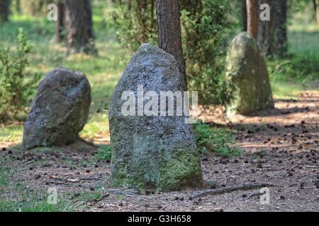 Wesiory, Pologne 25 avril, juin 2016 Très chaud et ensoleillé en Pologne. La température atteint 35 degrés Celsius. Les visites de personnes Wesiory cercles de pierres mégalithiques de cacher à l'ombre des arbres. Cercles de pierres mégalithiques Wesiory et lieux de sépulture sont cacher profondément dans la forêt. Ce lieu a été créé par les goths probablement dans la 1re à la 3e siècle. Il y a trois cercles de pierre et une partie de la quatrième et 20 des castrats. Le diamètre du plus grand cercle est de 26 mètres et est prévue avec des pierres d'une hauteur d'environ 1,5 m. Au milieu il y a peu de stèles de pierre Crédit : Michal Fludra/Alamy Live News Banque D'Images