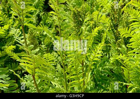 Osmunda regalis osmonde royale fougère floraison Banque D'Images