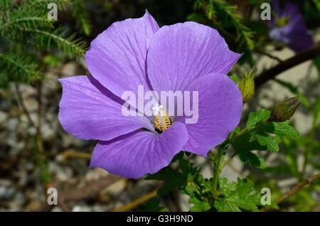 Le lilas fleur d'hibiscus malvaceae alyogyne hueglii Banque D'Images