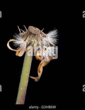 Belle fleur flétrie dahlia jaune isolé sur fond noir.Concept de nostalgie, de mélancolie et même la mort. Banque D'Images