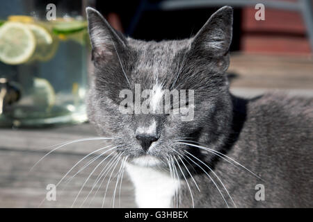 Visage d'un chat avec les yeux fermés, profitant du soleil Banque D'Images