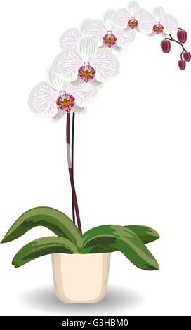 Pot d'orchidée sur fond blanc. Illustration de Vecteur