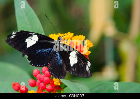 Papillon Heliconius doris assis sur une fleur Banque D'Images