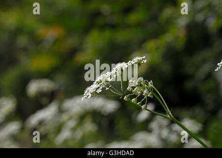 Anthriscus sylvestris, connu sous le nom de persil cerfeuil sauvage vache wild beaked parsley, keck ou Queen Anne's lace Banque D'Images