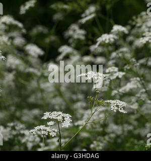 Anthriscus sylvestris, connu sous le nom de persil cerfeuil sauvage vache wild beaked parsley, keck ou Queen Anne's lace Banque D'Images