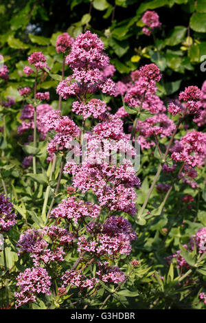 Centranthus ruber, Valériane rouge fleurs Banque D'Images